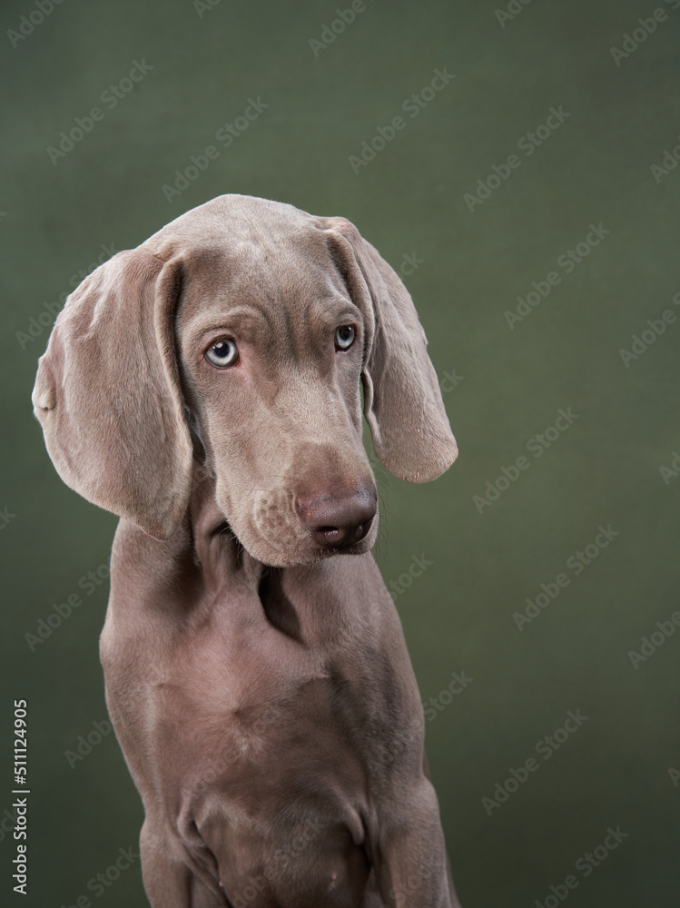 weimaraner puppy on a green canvas background. Funny dog in the studio