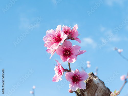 Peach flowers