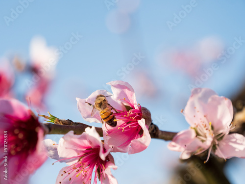 Bee on the peach flower