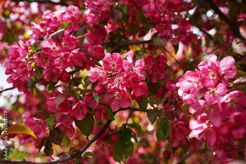 Pink, crimson apple tree blossoms with raindrops on thin petals cover all the branches of a richly flowering fruit garden tree, close-up, at eye level