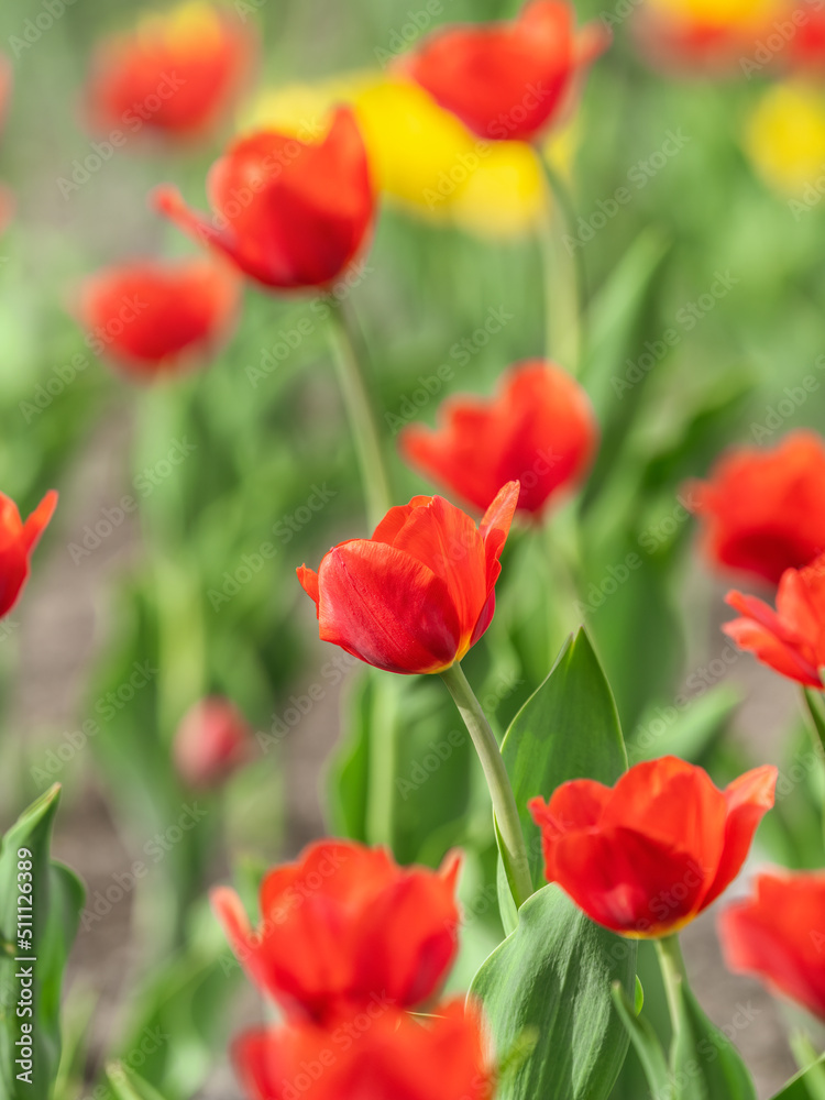Colorful red tulips blossom in spring garden Colorful red tulips blossom in spring garden