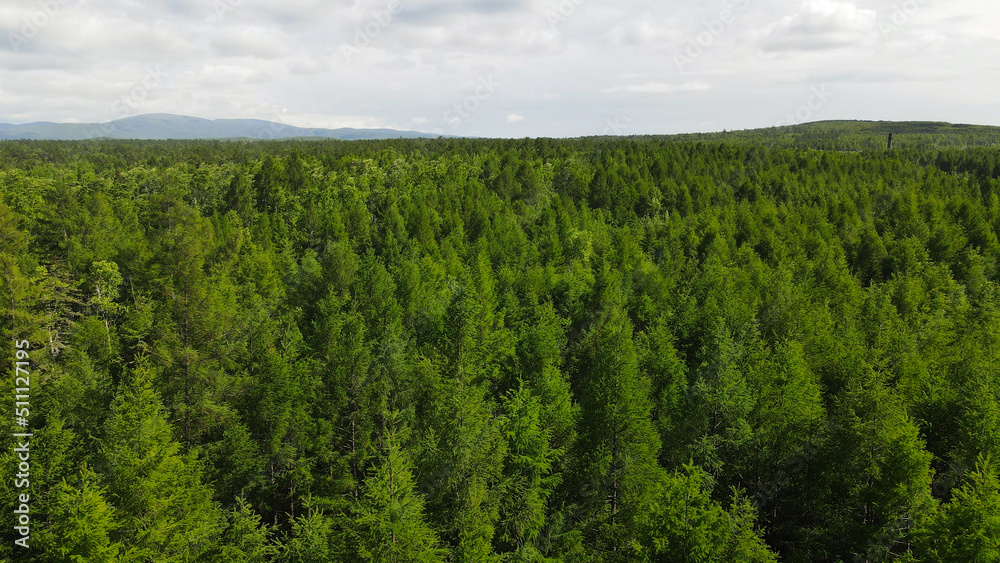Fototapeta premium Aerial top view close of a Forest next to Mountains Ridge and horizon in sunny summer day