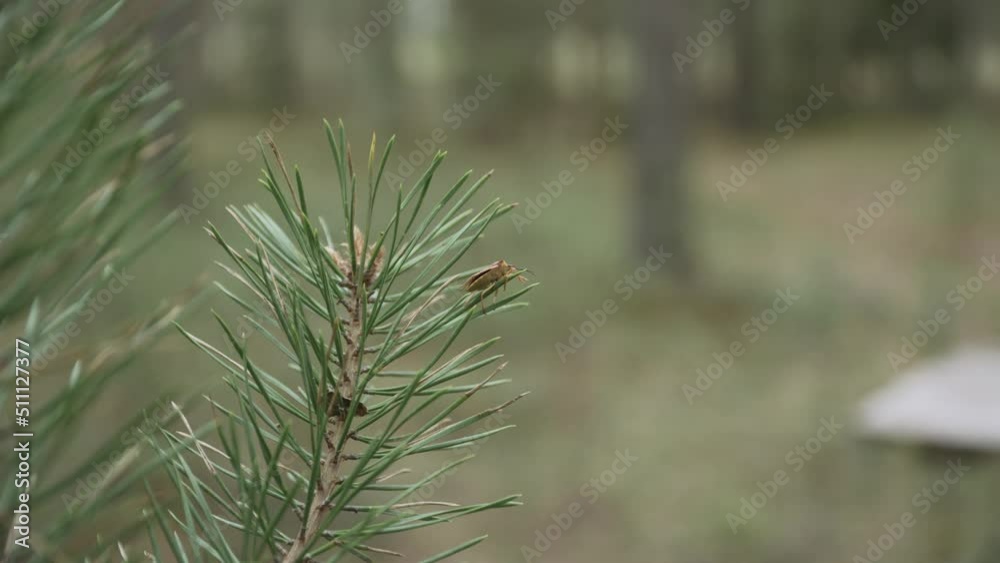 Shield bug, Pentatomidae, brown insect walks along the edge of pine branch with green needles, macro shot. The stink bug crawls over the plant in search of food. Forest pest. Shield bug, Pentatomidae, brown insect walks along the edge of pine branch with green needles, macro shot. The stink bug crawls over the plant in search of food. Forest pest.
