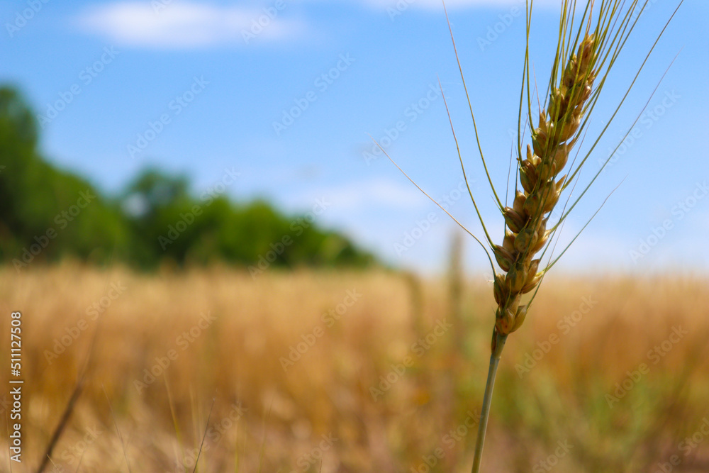 an ear of wheat in close-up on the background of a field an ear of wheat in close-up on the background of a field