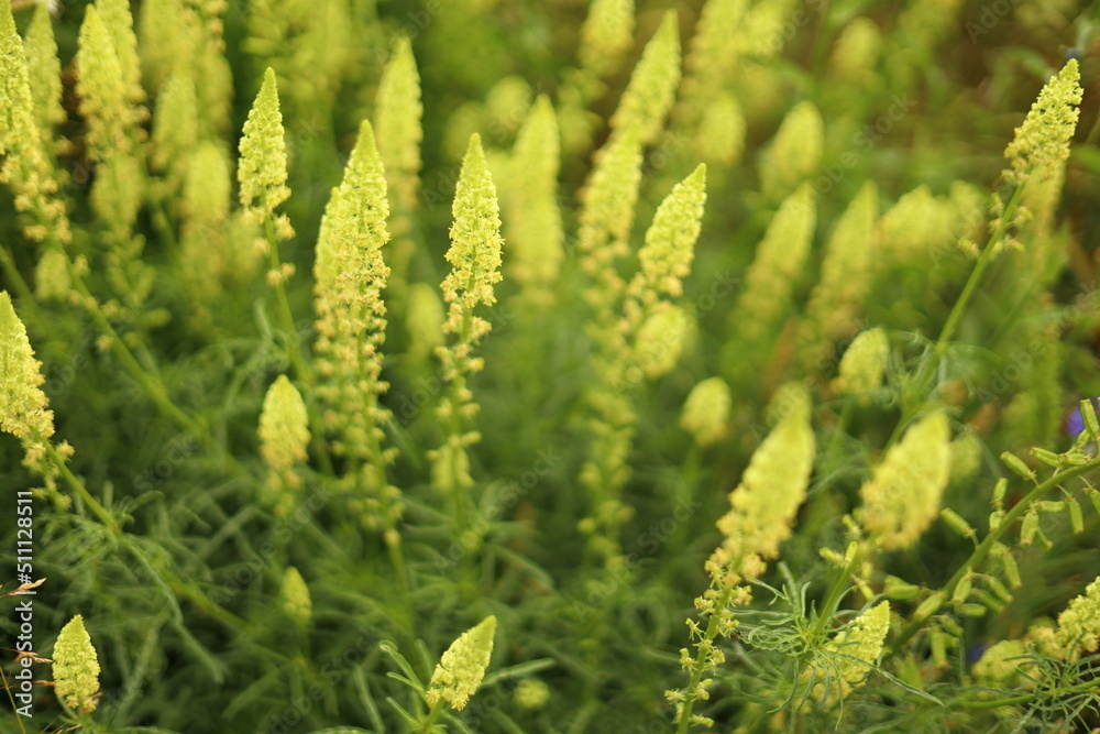 green grass background green grass background