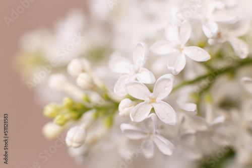 white lilac flower branch on a pastel beige background with copy space for your text