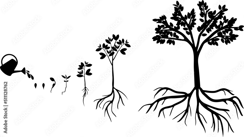 Black silhouette of Life cycle of plum tree isolated on white background. Plant growing from seed to plum tree with ripe fruits and root system