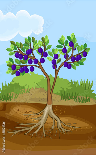 Landscape with plum tree with leaves, blue fruits and root system below ground level