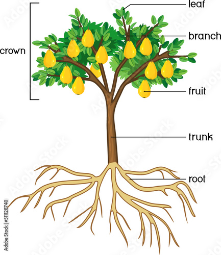 Parts of plant. Morphology of pear tree with root system, leaves, fruits and titles