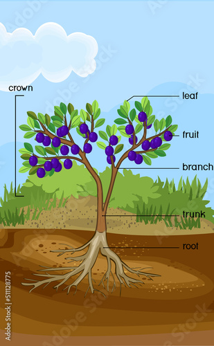 Parts of plant. Morphology of plum tree with root system, leaves, fruits and titles