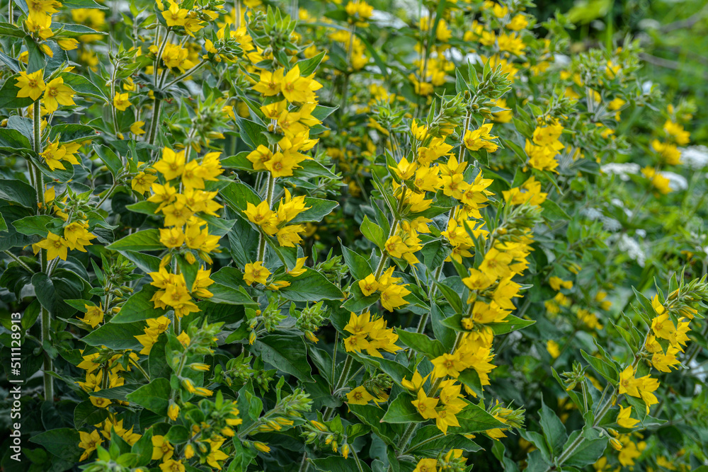 yellow flowers of Lysimachia punctata plant in a garden