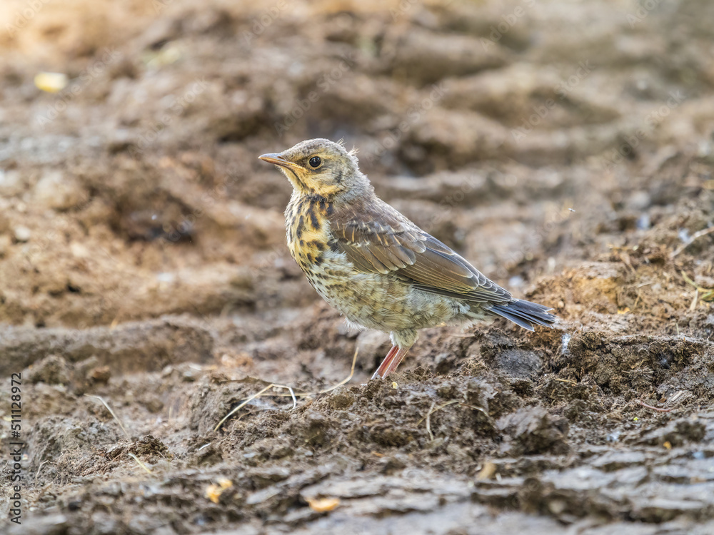 A fieldfare chick, Turdus pilaris, has left the nest and sitting on the spring lawn. A fieldfare chick sits on the ground and waits for food from its parents. A fieldfare chick, Turdus pilaris, has left the nest and sitting on the spring lawn. A fieldfare chick sits on the ground and waits for food from its parents.