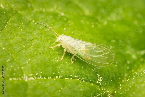 Very small cacopsylla on a green leaf photo