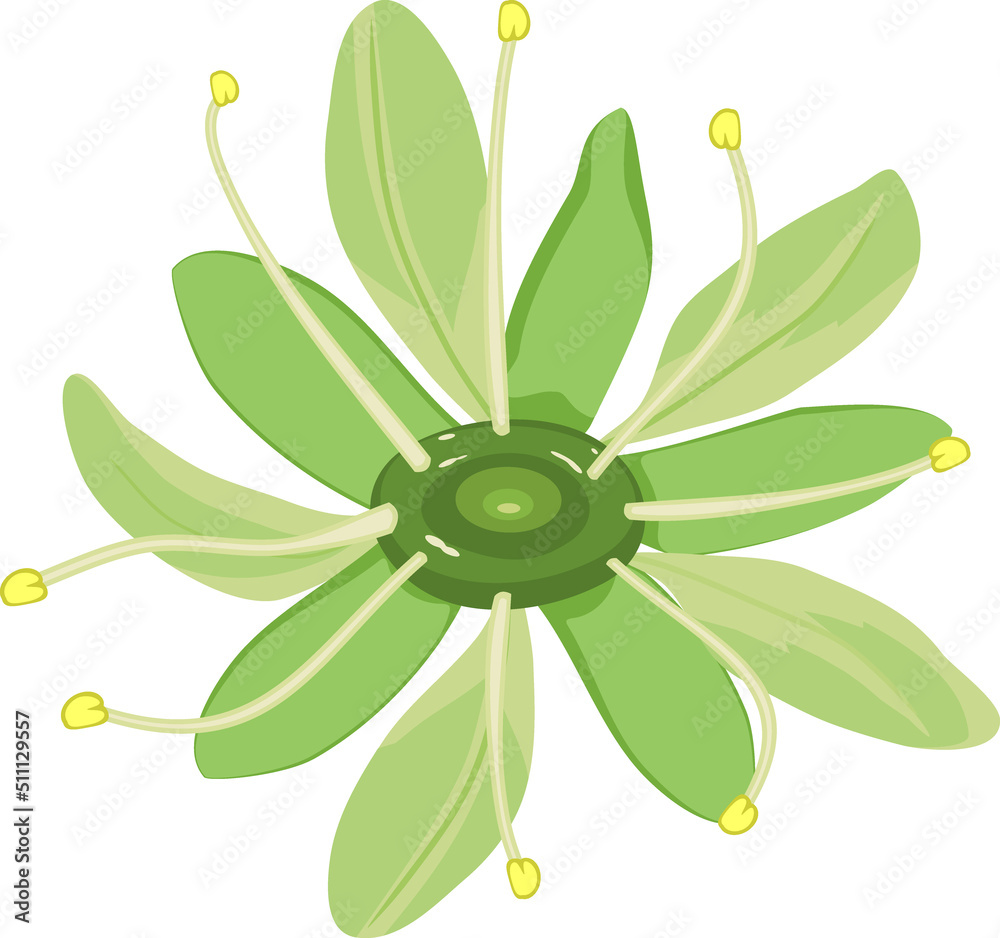 Green flower of Norway maple (Acer platanoides) plant isolated on white background Green flower of Norway maple (Acer platanoides) plant isolated on white background