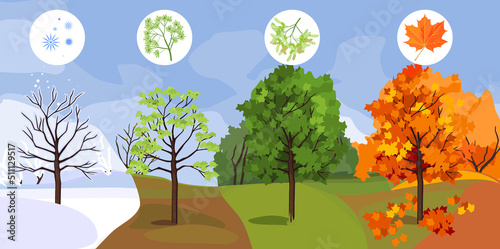 Maple tree at four seasons: spring, summer, autumn, winter. Landscape with conceptual change of seasons