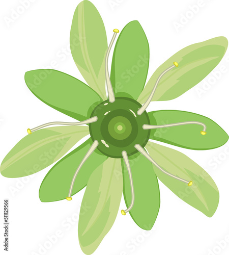 Green flower of Norway maple (Acer platanoides) plant isolated on white background