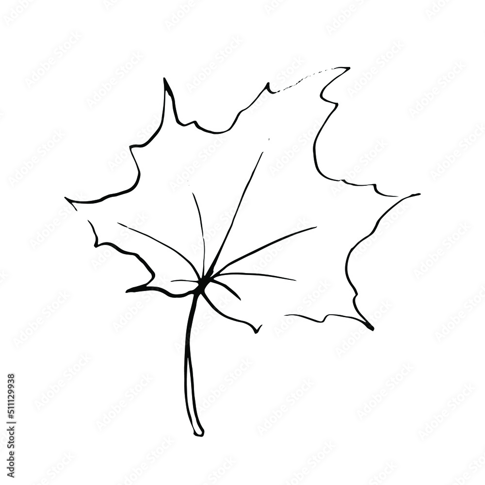 Naklejka premium Maple leaf. Isolated vector. Hand drawn, ink
