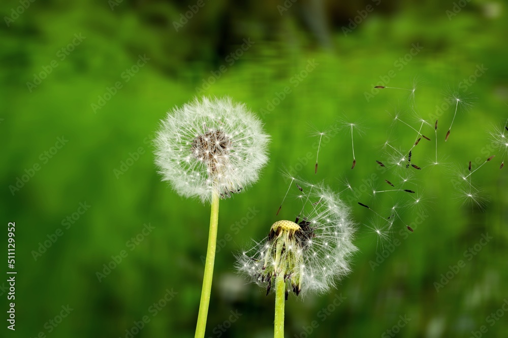 Fototapeta premium Beautiful flower dandelion in landscape background