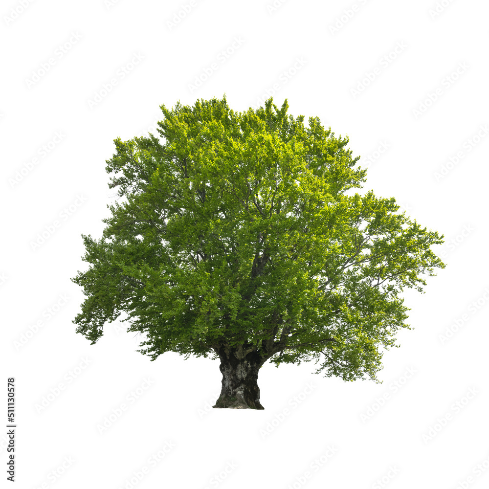Green tree isolated on white background. Large old beech tree with lush green leaves - obrazy, fototapety, plakaty 