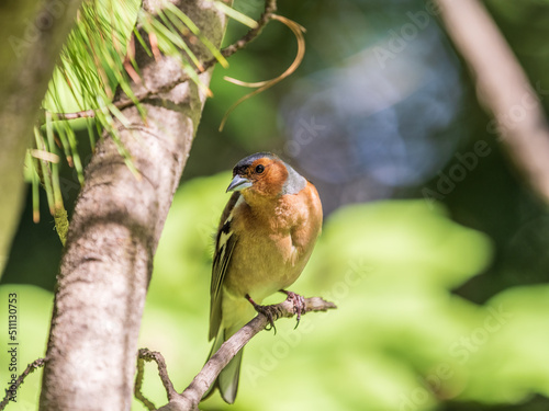 Common chaffinch, Fringilla coelebs, sits on a branch in spring on green background. Common chaffinch in wildlife.