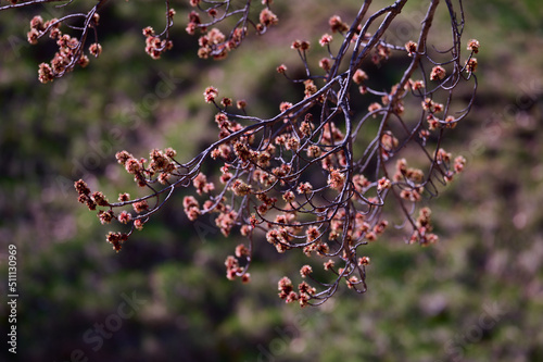 spring flowering trees