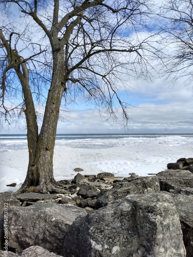 tree on the beach