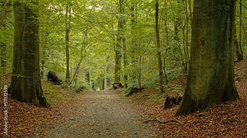 Fototapeta Naklejka Na Ścianę i Meble -  Sonian forest in autumn, Brussels, Belgium