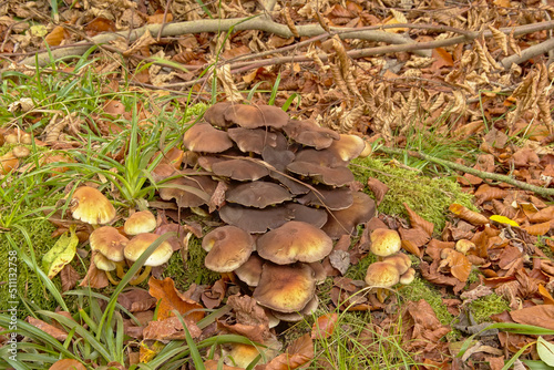  Brown Psathyrella piluliformis mushrooms , green grass and autumn leafs on the forest floo