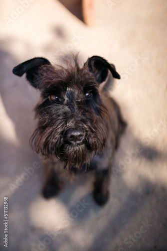 Young black labradoodle dog portrait