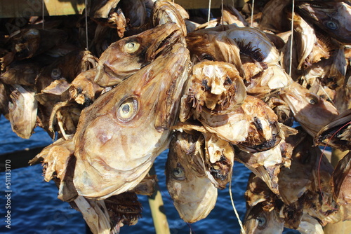 Stockfisch Stockfish Lofoten Norway Norwegen NorgeDorsch Trockenfish dry photo