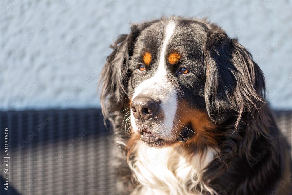 Portrait of the Bernese Mountain Dog in the evening sun