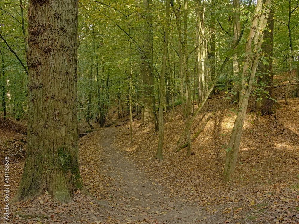 Hiking trail thorugh Sonian primeval beech forest in Brussels, Belgium