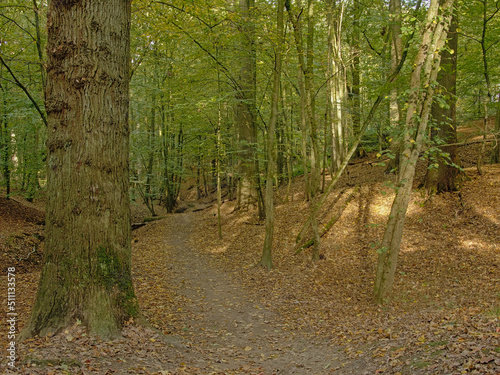 Fototapeta Hiking trail thorugh Sonian primeval beech forest in Brussels, Belgium