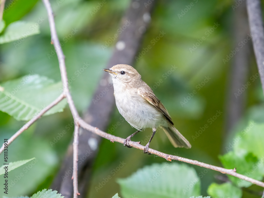 Common chiffchaff, lat. phylloscopus collybita, sitting on branch of bush in spring and looking for food Common chiffchaff, lat. phylloscopus collybita, sitting on branch of bush in spring and looking for food