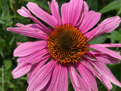 close up of pink coneflower