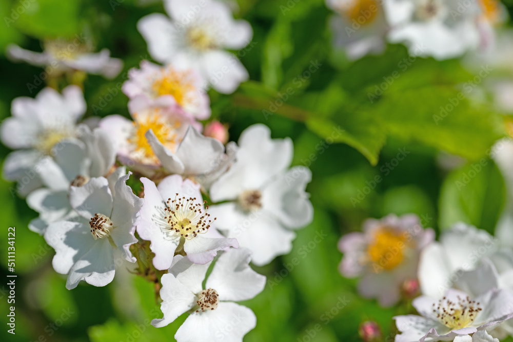 Blühende Hagebutten, Rosa canina, im Frühling