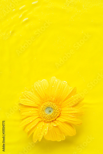 Yellow beautiful gerbera flowers frame on monochrome background in water