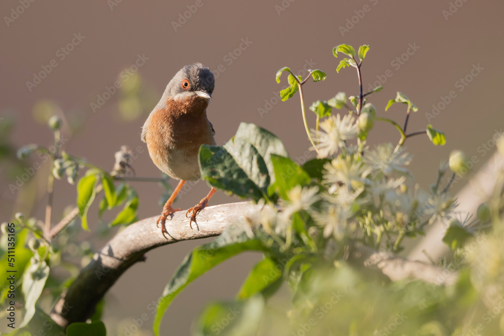 Obraz premium Subalpine Warbler male (Sylvia cantillans) in spring.