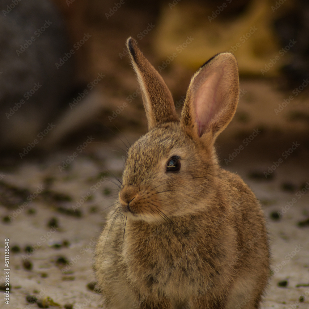 Fototapeta premium Conejo