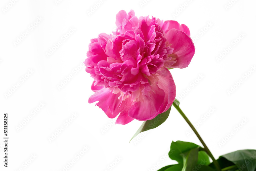 Pink peony with leaves isolated on white background