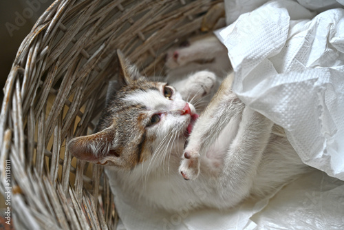Fototapeta Naklejka Na Ścianę i Meble -  Turkish stray kitten. Homeless kitten. Istanbul Turkey,	
