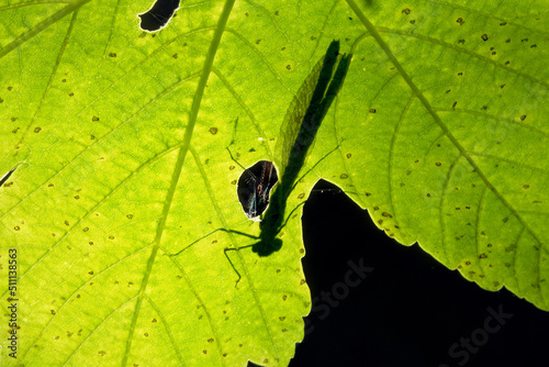 Damselfly and his shadow on a leaf of sycamore.