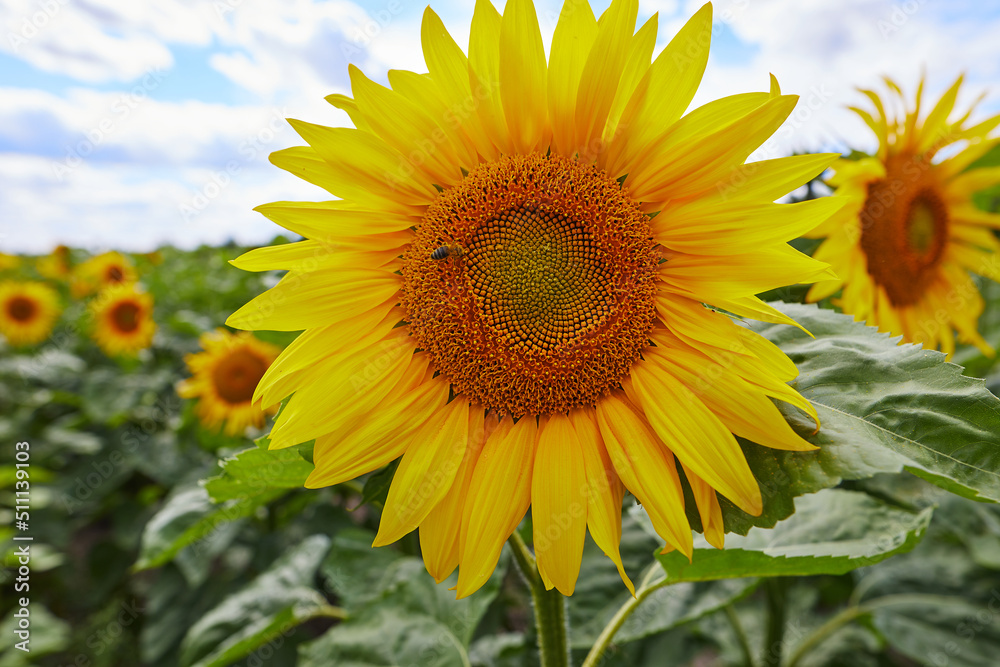 sunflower close-up on the field of an agricultural company