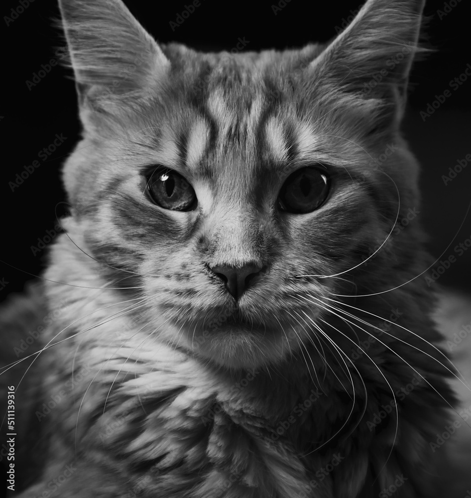 Beautiful red solid maine coon fun cat with serious eyes and looking up. Closeup portrait with dark shadow. Black and white.