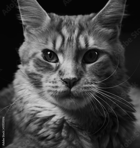 Beautiful red solid maine coon fun cat with serious eyes and looking up. Closeup portrait with dark shadow. Black and white. © nastia1983