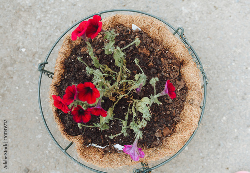 Fotografie Withered petunias