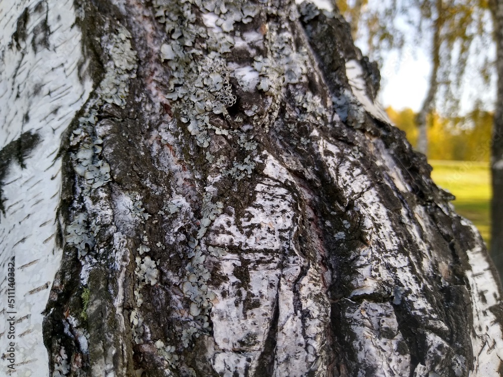 birch trunk with yellow leaves in autumn view from bottom to top birch trunk with yellow leaves in autumn view from bottom to top