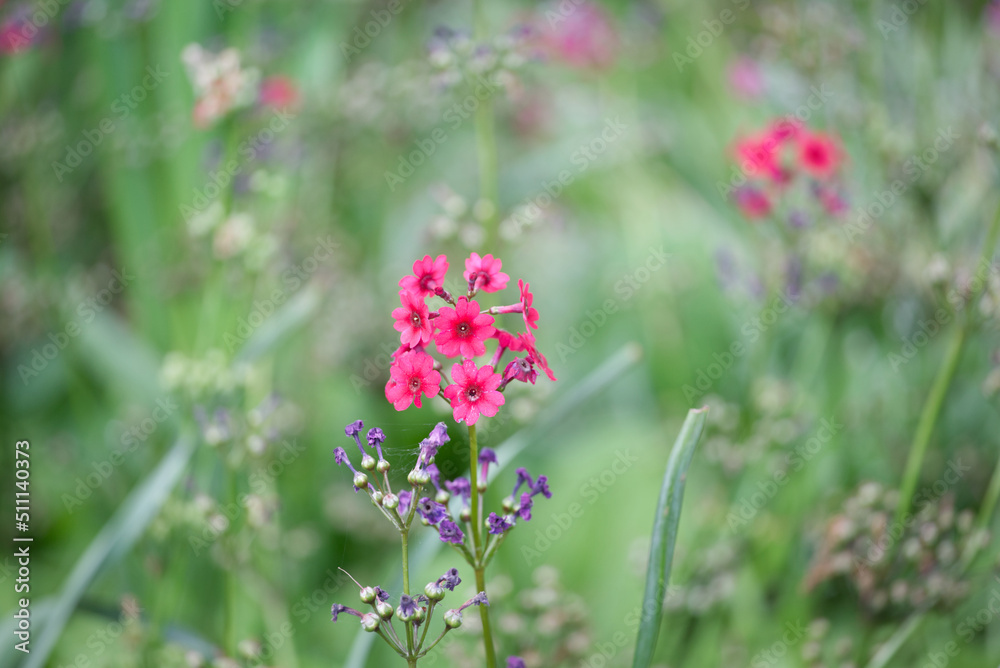 Pastel coloured flowers in a summer field Pastel coloured flowers in a summer field