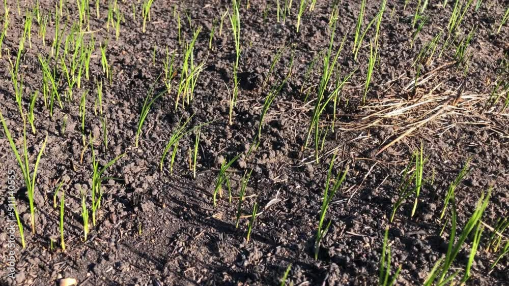 Young green grass on scorched earth. Green grass after the fire. Scorched earth after a fire. Earth after the fire. Young green grass on scorched earth. Green grass after the fire. Scorched earth after a fire. Earth after the fire.