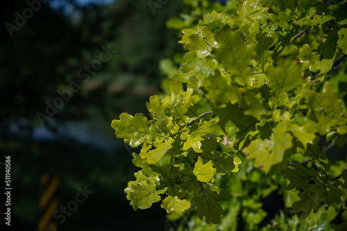 FLOWER,TREE,PLANTS,ANIMALS, LANDSCAPE, insect